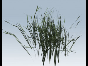 reed grass vegetation Modelo 3D