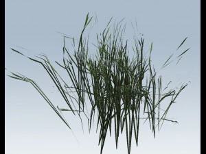 reed grass vegetation 3D Model