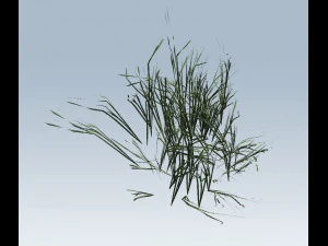 reed grass vegetation 3D Model