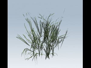 reed grass vegetation Modelo 3D