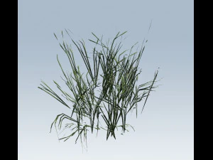 reed grass vegetation 3D Model