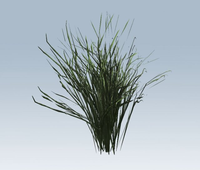 reed grass vegetation Modèle 3D .c4d .max .obj .3ds .fbx .stl .blend 