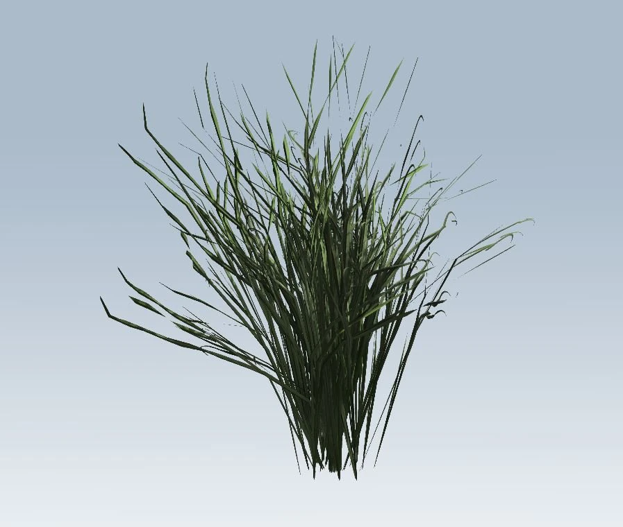 reed grass vegetation 3D Model .c4d .max .obj .3ds .fbx .stl .blend 