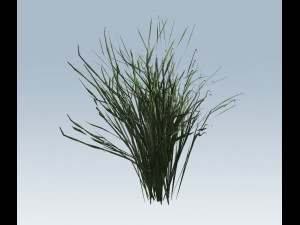 reed grass vegetation 3D मॉडल