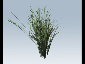 reed grass vegetation Modèle 3D