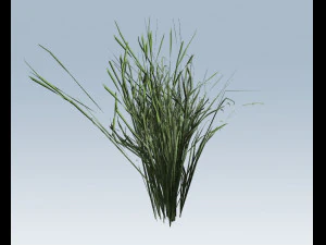 reed grass vegetation 3D Model