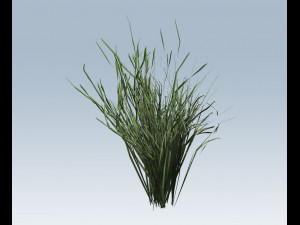 reed grass vegetation Modèle 3D