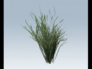 reed grass vegetation 3D Model