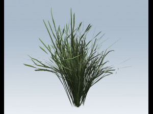 reed grass vegetation Modèle 3D