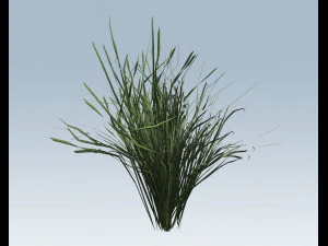 reed grass vegetation 3D Model