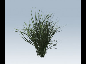 reed grass vegetation Modèle 3D