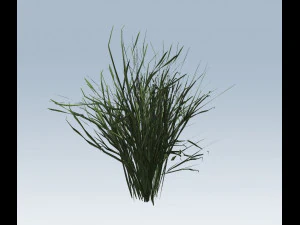 reed grass vegetation 3D Model