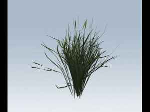 reed grass vegetation Modèle 3D