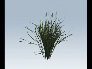 reed grass vegetation 3D Model