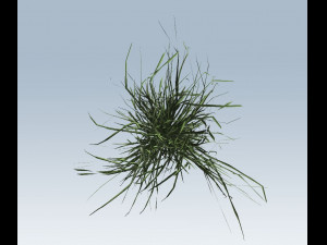 reed grass vegetation Modèle 3D