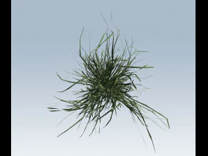 reed grass vegetation 3D Model