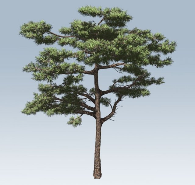 huangshan pine tree 3D Model .c4d .max .obj .3ds .fbx .stl .blend 