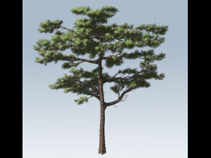 huangshan pine tree 3D Model