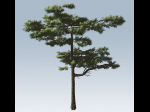 huangshan pine tree 3D Model