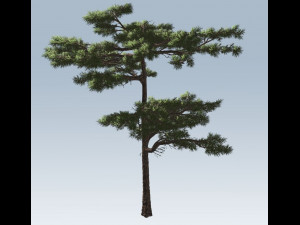huangshan pine tree 3D Model