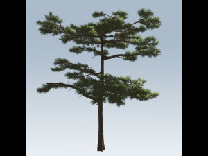 huangshan pine tree 3D Model