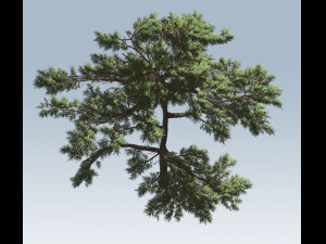 huangshan pine tree 3D Model
