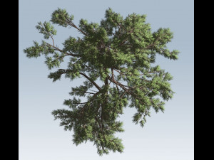huangshan pine tree 3D Model