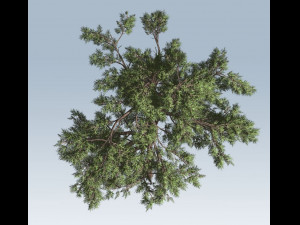 huangshan pine tree 3D Model