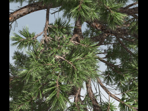 huangshan pine tree 3D Model