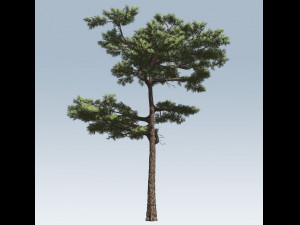 huangshan pine tree 3D Model