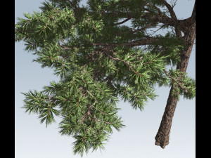 huangshan pine tree 3D Model