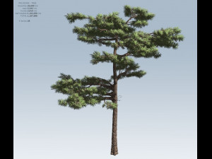 huangshan pine tree 3D Model