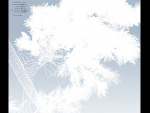 huangshan pine tree 3D Model