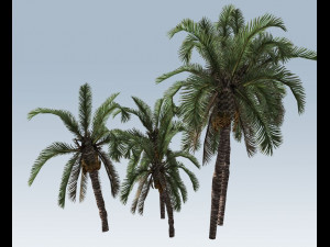 palm trees Modelo 3D