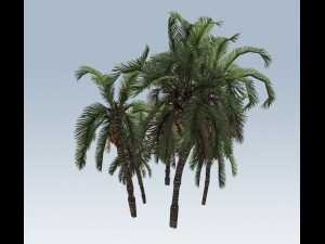 palm trees Modelo 3D