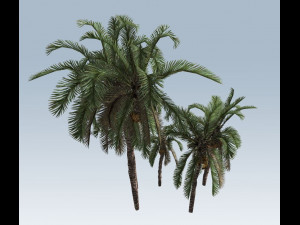 palm trees Modelo 3D