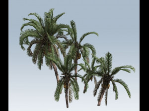 palm trees Modelo 3D