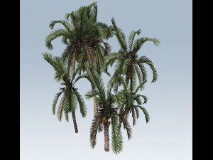 palm trees Modelo 3D