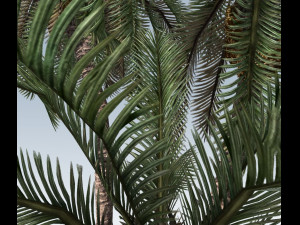 palm trees Modelo 3D