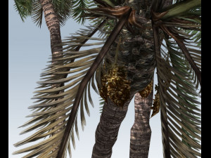 palm trees Modelo 3D