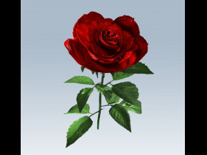 red rose 3D 모델
