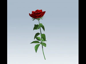 red rose 3D Model