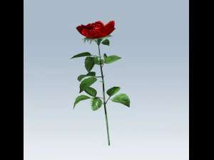 red rose 3D Model