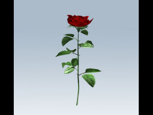 red rose Modelo 3D
