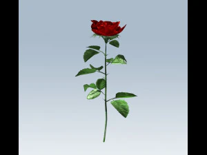 red rose 3D Model
