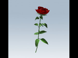 red rose Modelo 3D