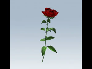 red rose 3D Model