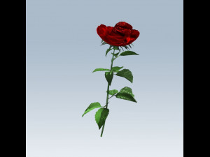 red rose Modelo 3D