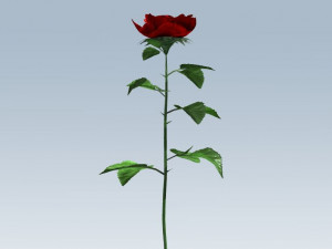 red rose Modelo 3D