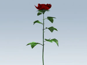 red rose 3D Model